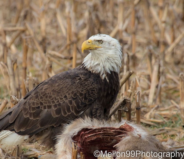 Bald Eagle with a Meal