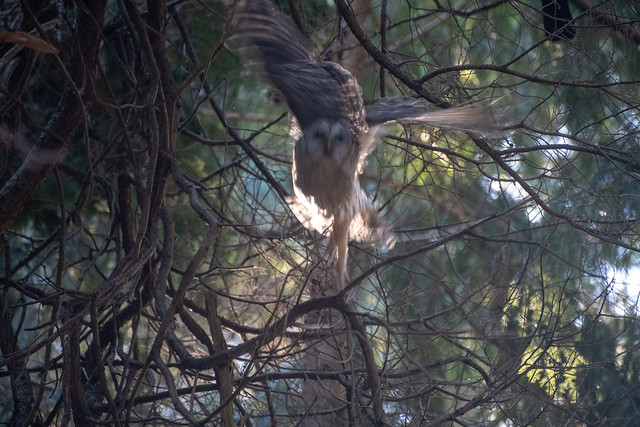 Flying Barred Owl
