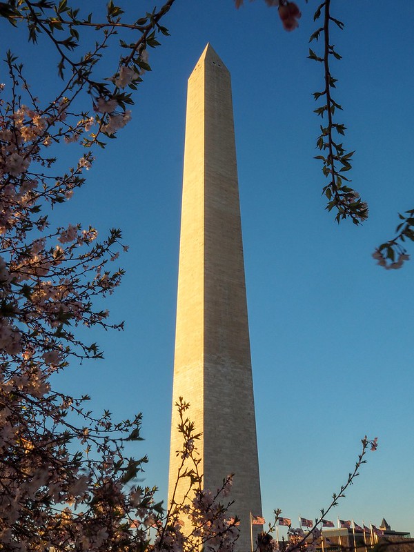 Washington Monument in Washington DC with the cherry blossoms