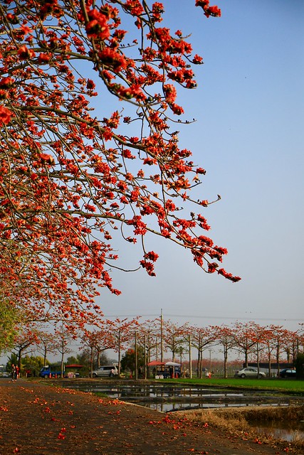 白河林初埤木棉花季(Baihe Lintruepi kapok flowers season)。