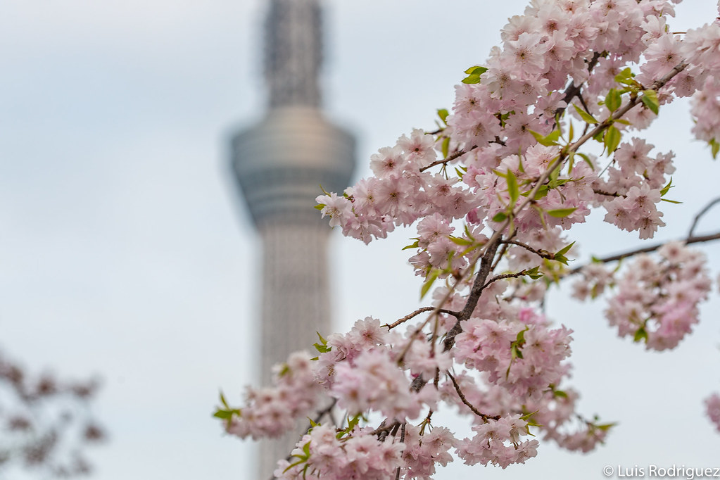 Sakura en el parque Sumida con la Skytree de fondo