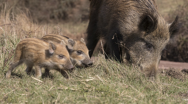 Wild boar and piglets