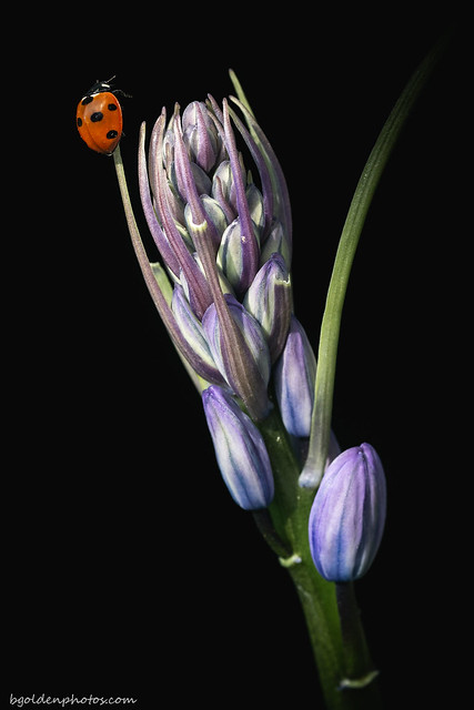 Wexford Wildlife Collection: Ladybird on Bluebell