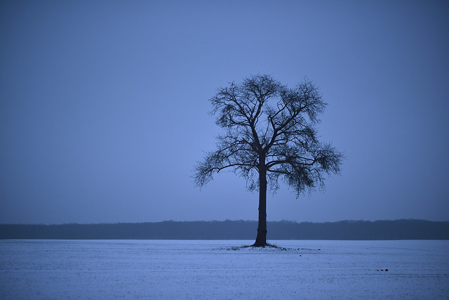 White solitude / Solitude blanche