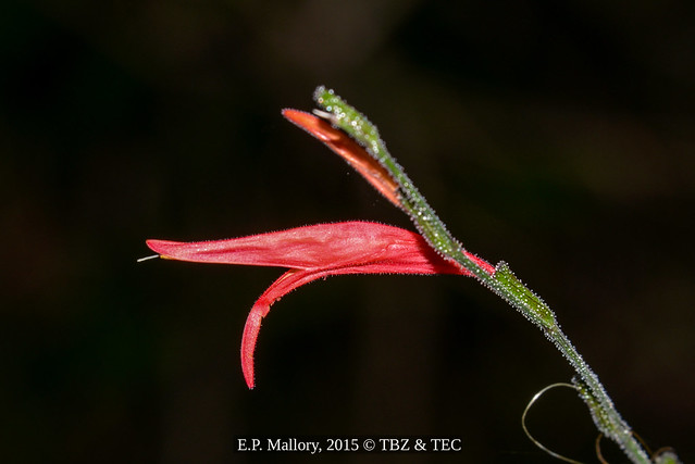 2015-03-22 TEC-1269 Dicliptera sexangularis - E.P. Mallory