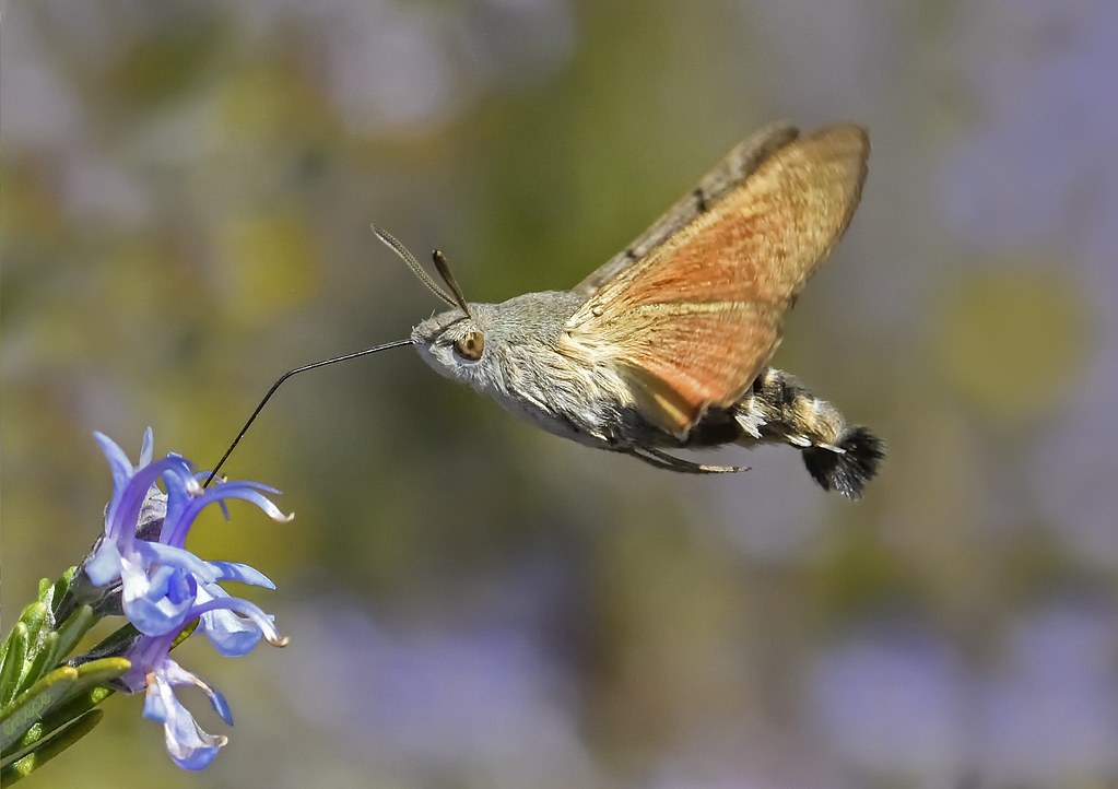 Hummingbird Hawk Moth - Most Beautiful Moths In The World