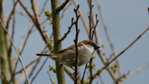 Sparrow in a bush