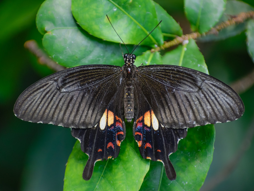 Common mormon (Papilio polytes)