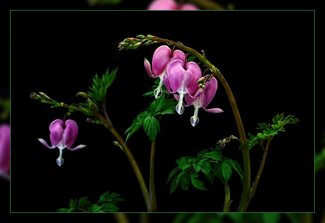 Bleeding hearts  with black cardboard as Background  Today Spring beginning