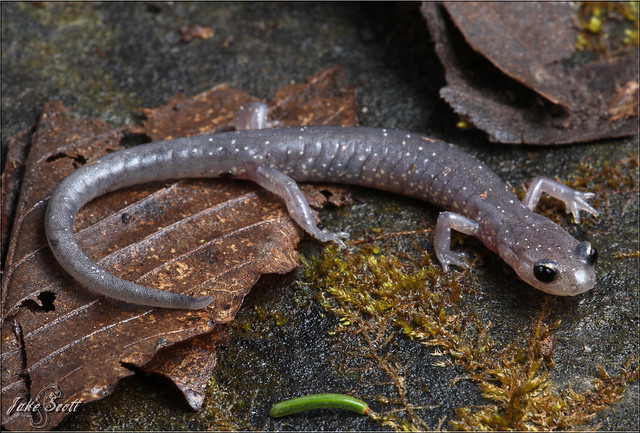 Blacksburg Salamander (Plethodon jacksoni)