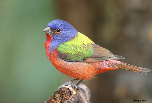 PAINTED BUNTING 2-7-14 0779