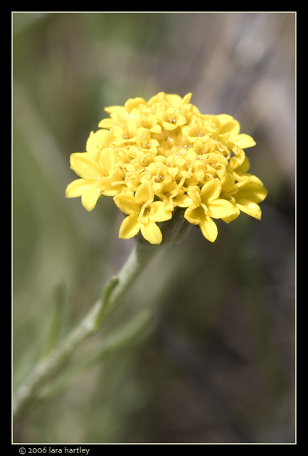 Chaenactis glabriuscula, Yellow Pincushion