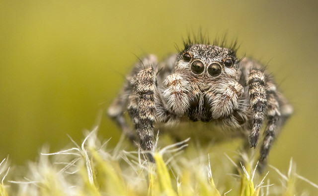 Smiley spider
