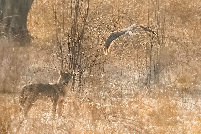 Coyote with Prey and Harrier