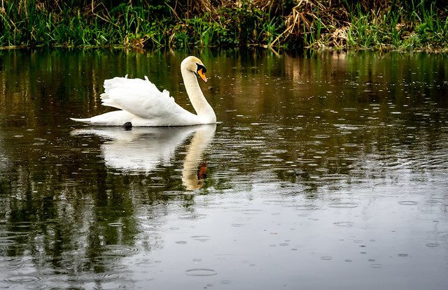 mute swan in the rain