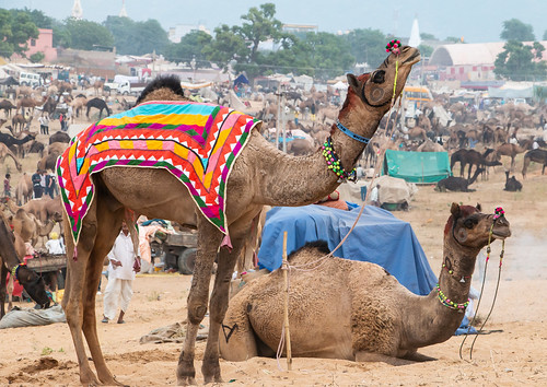 Pushkar 402 - Camel Fair - C