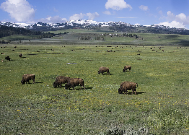 Bison. Lamar Valley, Yellowstone National Park, Wyoming.