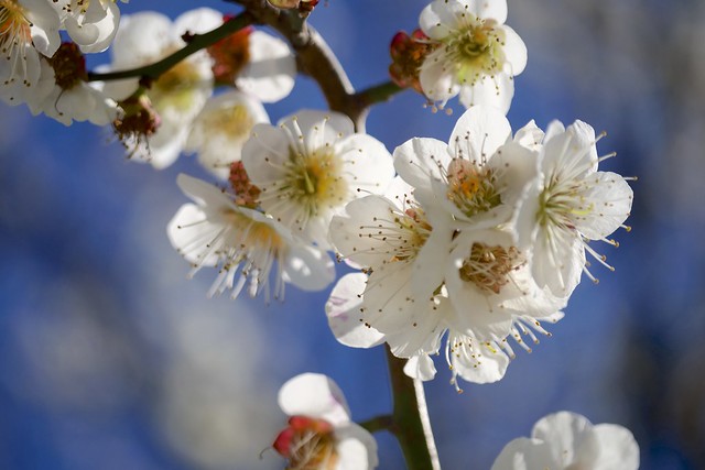 Japanese apricot blossoms - 白梅