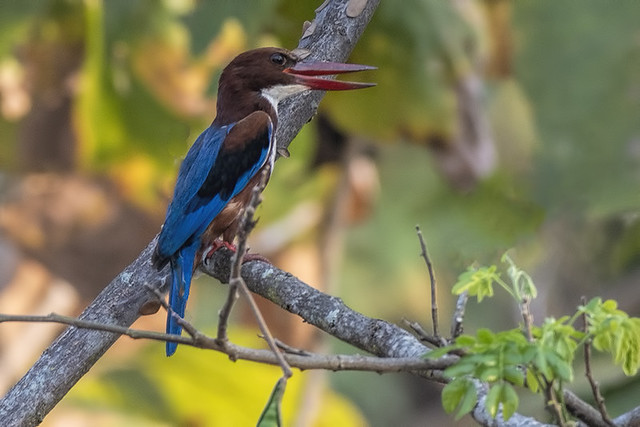 Thailand: White-throated Kingfisher