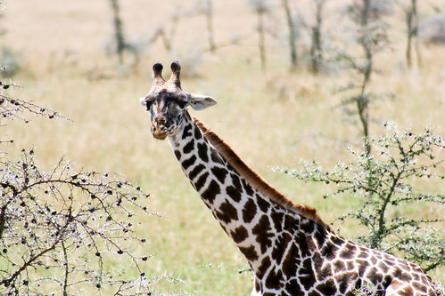 giraffe mammal nationalpark serengeti serengetinationalpark simiya tanzania tz masaigiraffe