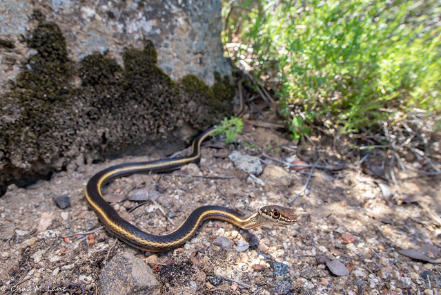 Chaparral Whipsnake (Masticophis lateralis lateralis)