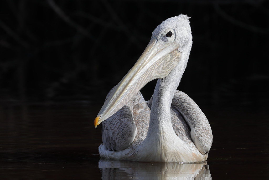 Pink-backed Pelican   Pelecanus rufescens