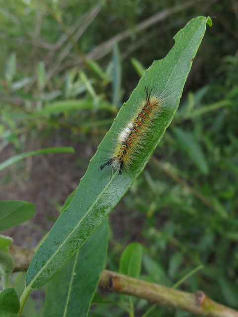 Western Tussock moth caterpillar returns