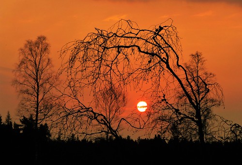 weather sunset sun silhouetts trees birch sky spring scotland