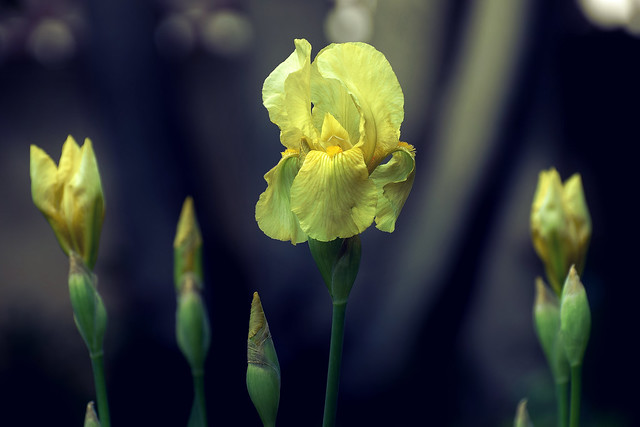 jardin - iris