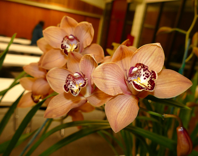 photographed at the 2-19 sfos meeting, Cymbidium Pebbles 'Santa Barbara' hybrid orchid exhibited by bill weaver  2-19*
