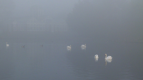 Swan, boating lake, misty morning