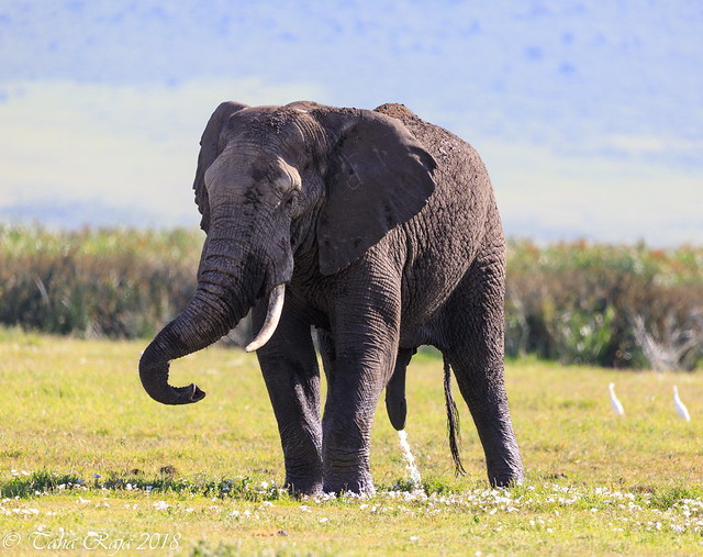 Ndutu Serengeti and Ngorongoro Safari 2019