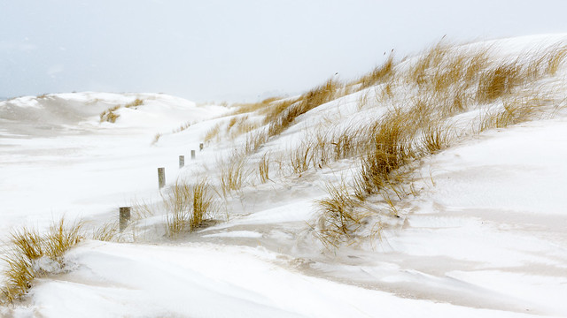 Snowy dunes (in explore)