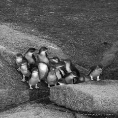 Fairy penguins Montague Island NSW