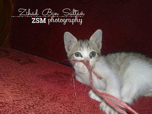 ZSM Photography
