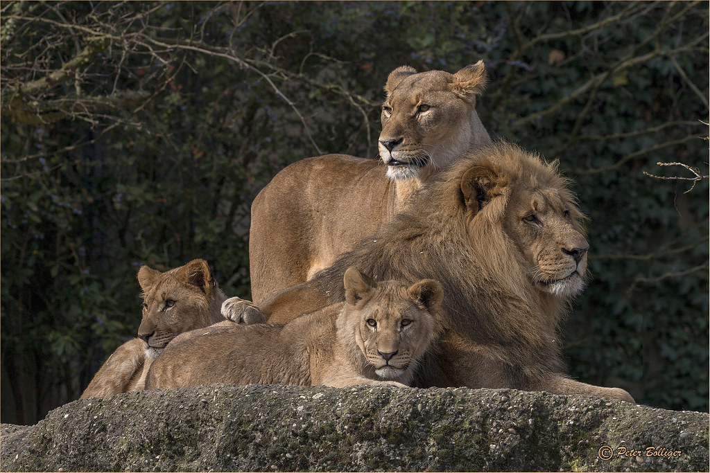 African lion family portrait | Peter Bolliger | Flickr