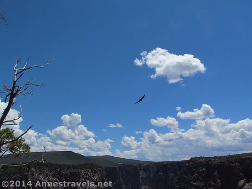 A hawk wheeling over Exclamation Point, Black Canyon of the Gunnison National Park, Colorado