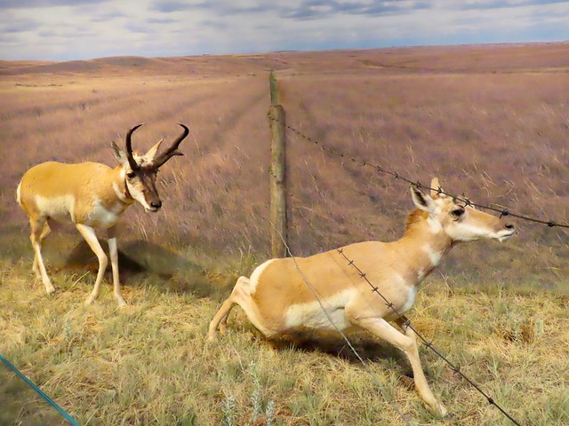 365-5-97 Pronghorn Antelope Diorama, Royal Alberta Museum, Edmonton