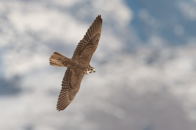 Prairie Falcon - Utah