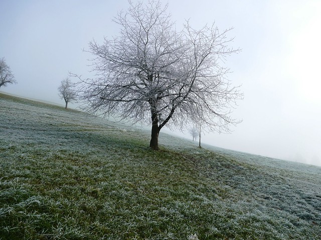 Am Stefanstag: Kirschbaum im Nebel bei Grosshöchstetten