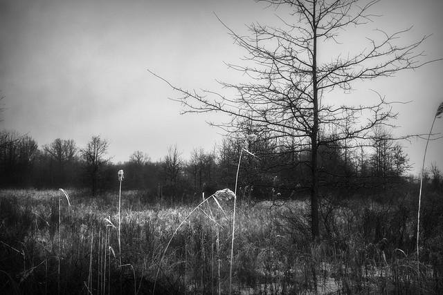 Grey Landscape. Windsor, ON.