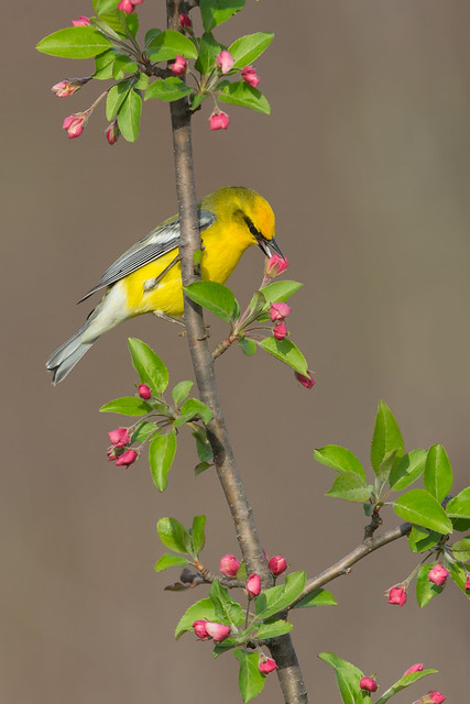 Blue-winged Warbler - Ohio