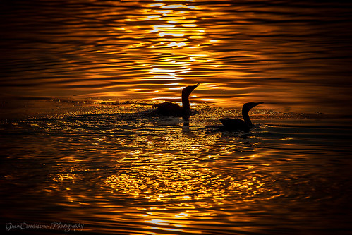 2018 india jaipur mansagarlake november rajasthan bird gidzinska gidzinski golden goldenwater grainconnoisseur lake sunreflection sunset swimming water in nature ngc duck