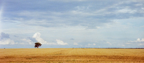 kodak ultramax 400 iso pushed 800 olympus μ mju zoom deluxe retro vintage antique hipster old analogue analog picture photo film grain noise 35mm 35 montreal quebec city canada point shoot pointandshoot gold 70 dlx white sky cloud photography saint tree corn field cornfield day beautiful wheat richelieu blue panorama country landscape valley ours stours spiral rectangle fifths thirds