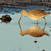 Flickr photo 'Long-billed Dowitcher (Limnodromus scolopaceus)' by: Mary Keim.