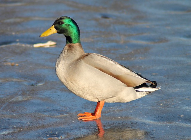 Colored Mallard / High-breasted flying duck (Anas platyrhynchos)