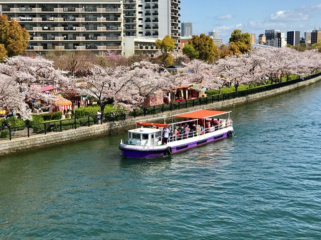 大阪造幣局櫻花季