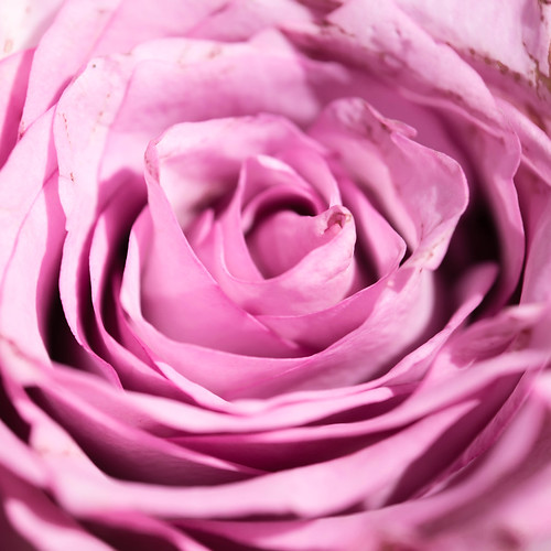 rose flower pink macro closeup nikon square 2019 365