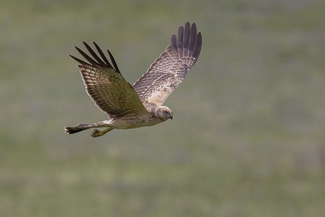 spotted harrier (Circus assimilis)