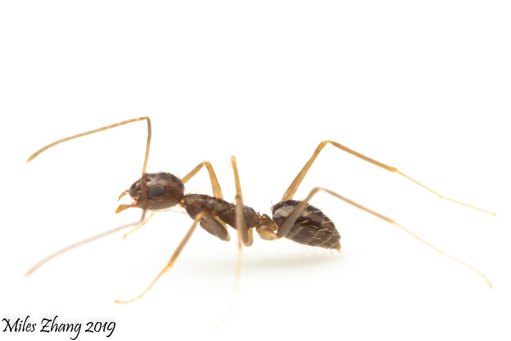 Longhorn Crazy Ant (Formicidae: Paratrechina longicornis)